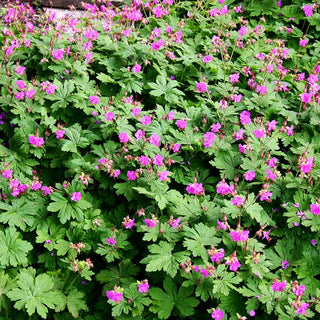Felsen-Storchschnabel 'Czakor' (Geranium macrorrhizum)