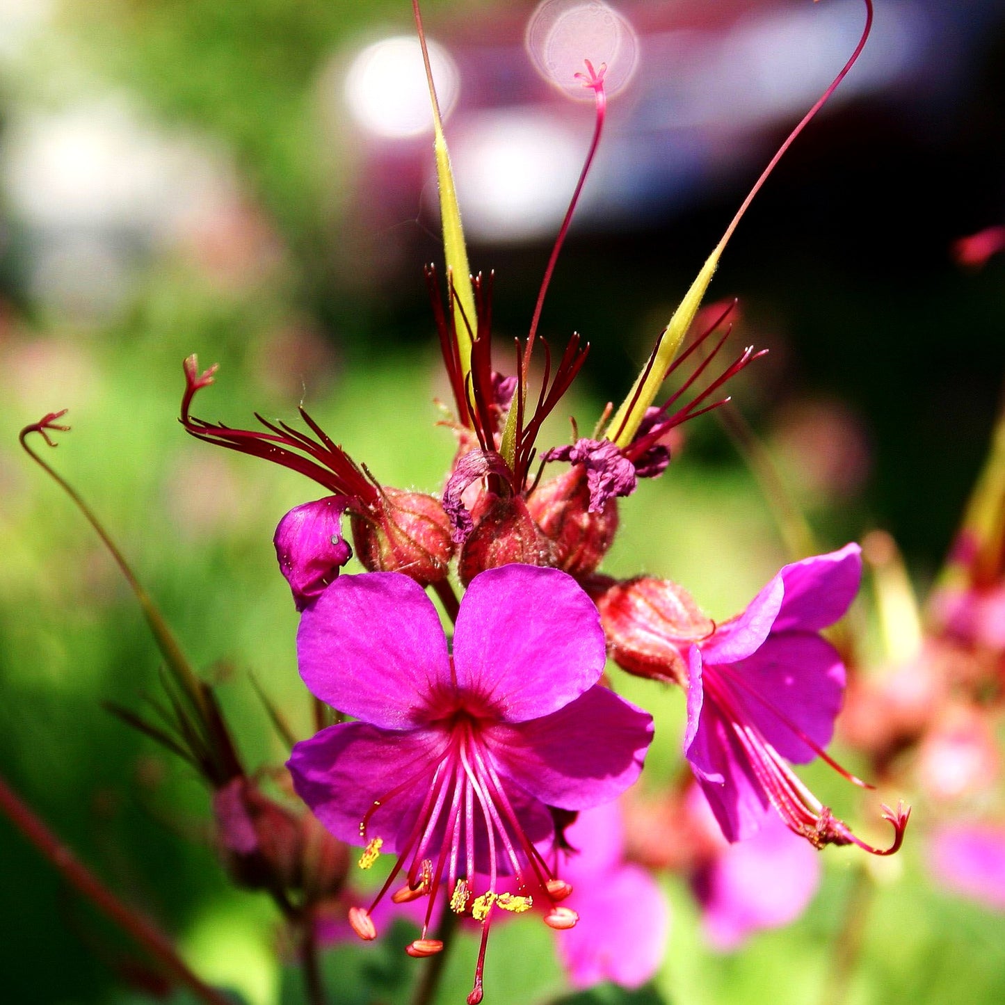Felsen-Storchschnabel 'Czakor' (Geranium macrorrhizum)