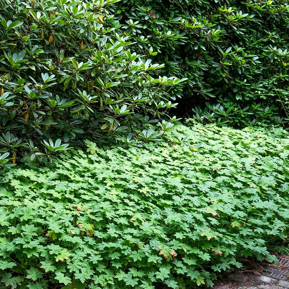 Felsen-Storchschnabel 'Czakor' (Geranium macrorrhizum)