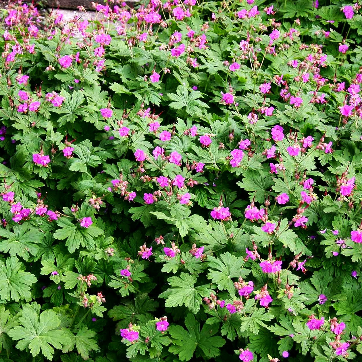Felsen-Storchschnabel 'Czakor' (Geranium macrorrhizum)