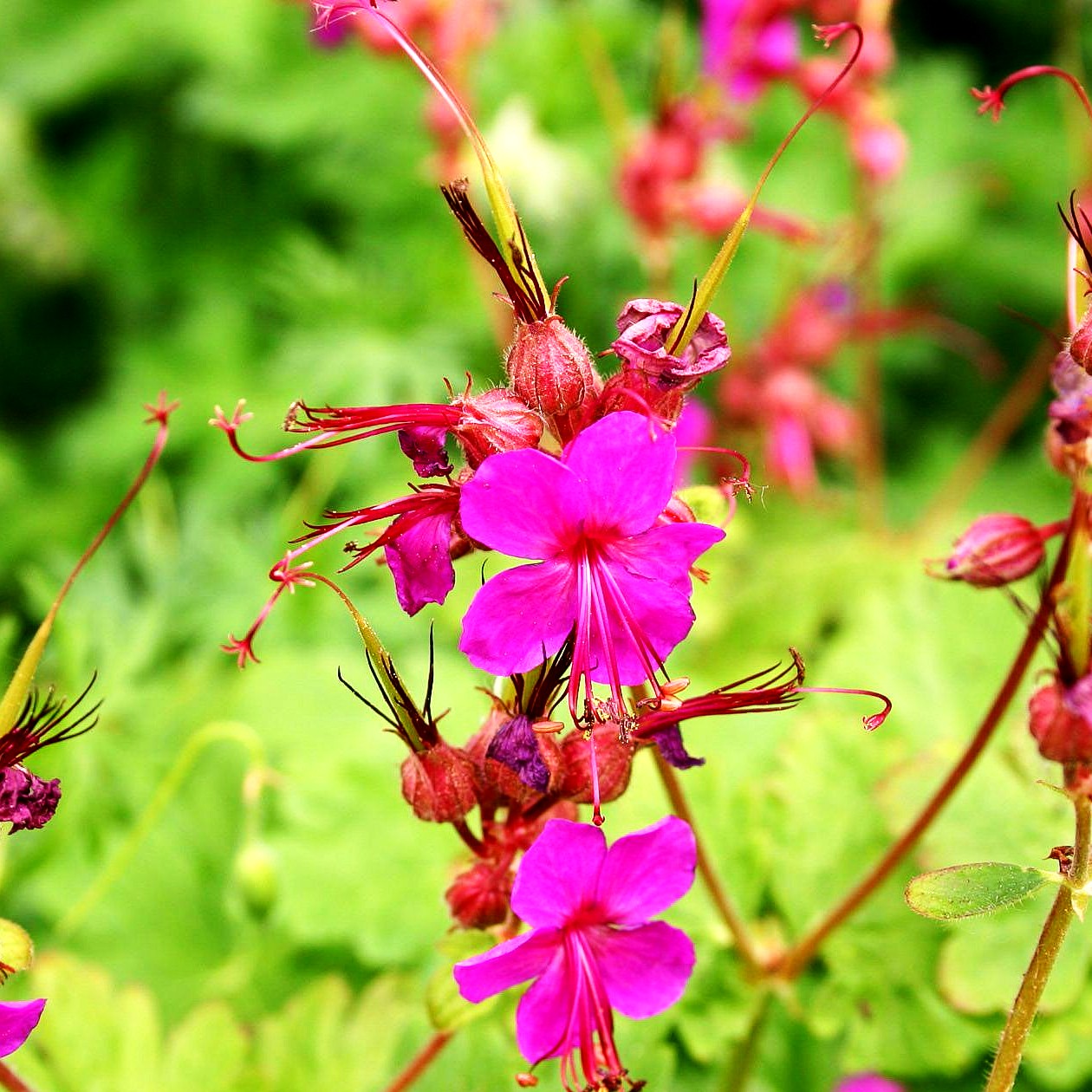 Felsen-Storchschnabel 'Czakor' (Geranium macrorrhizum)