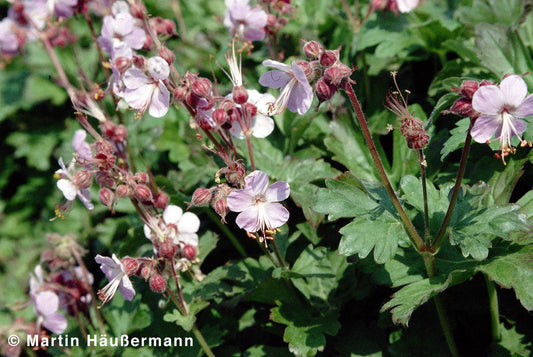 Felsen-Storchschnabel 'Ingwersen' (Geranium macrorrhizum)
