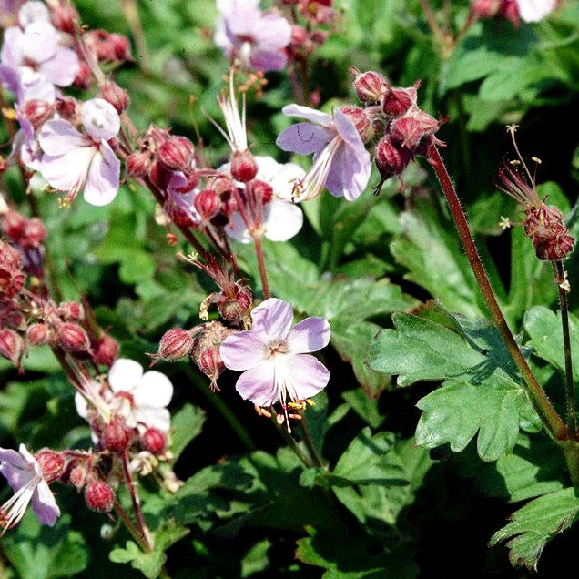 Felsen-Storchschnabel 'Ingwersen' (Geranium macrorrhizum)