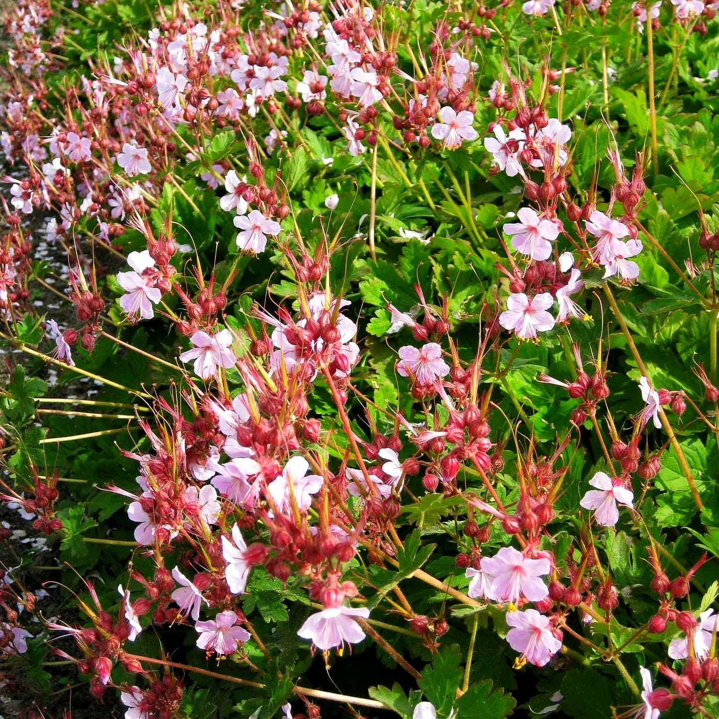 Felsen-Storchschnabel 'Ingwersen' (Geranium macrorrhizum)