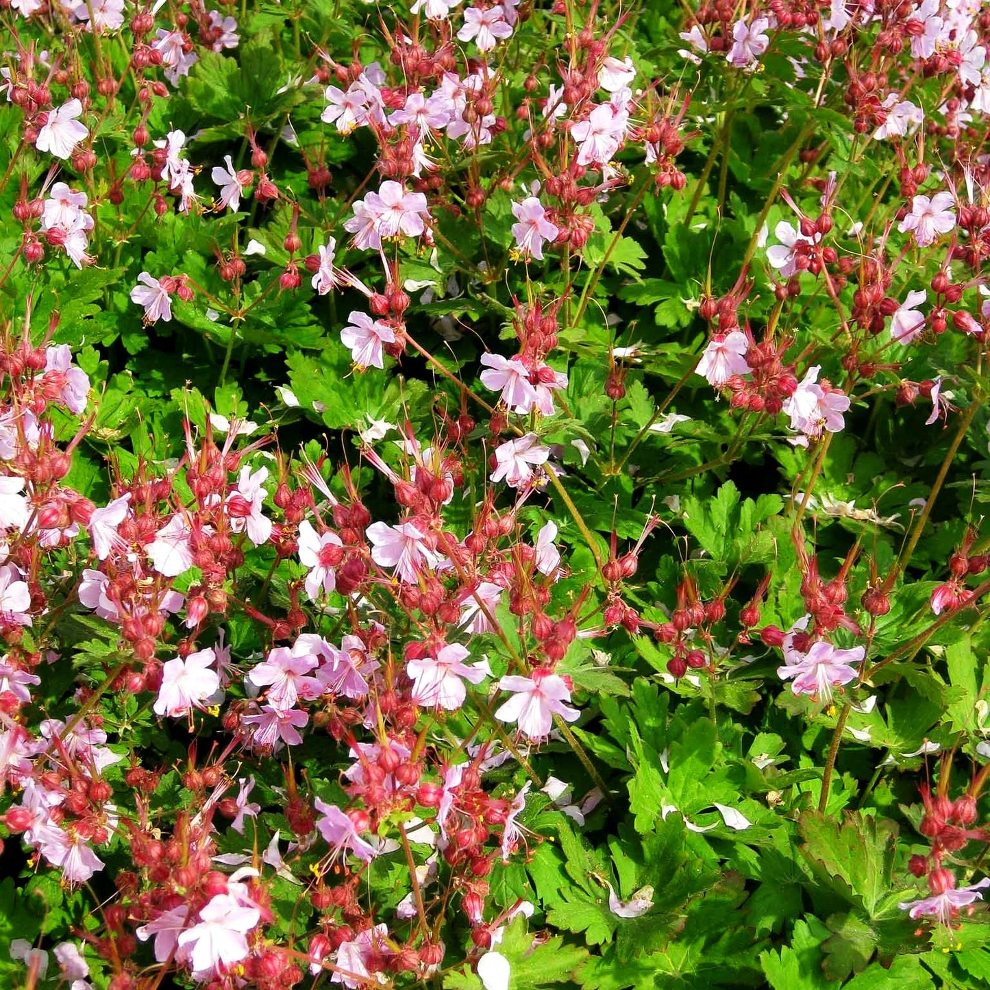 Felsen-Storchschnabel 'Ingwersen' (Geranium macrorrhizum)