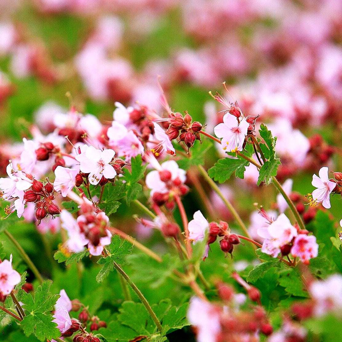 Felsen-Storchschnabel 'Ingwersen' (Geranium macrorrhizum)