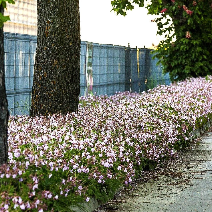 Felsen-Storchschnabel 'Ingwersen' (Geranium macrorrhizum)