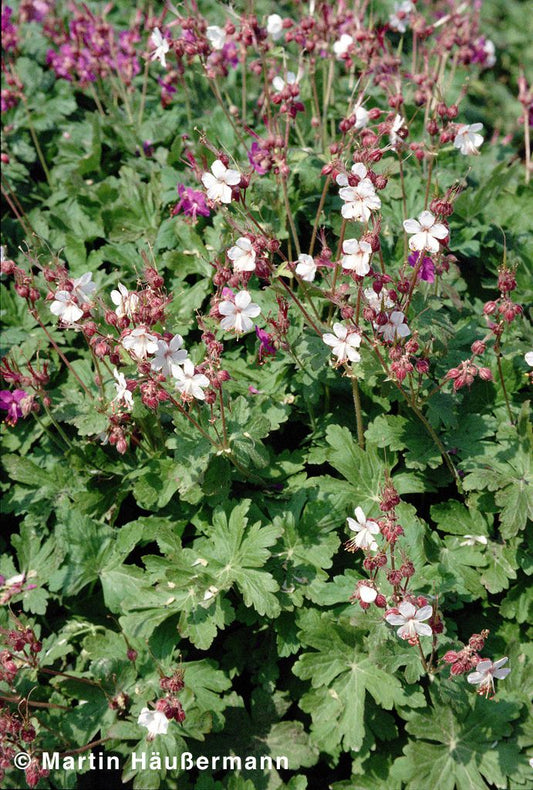 Felsen-Storchschnabel 'Spessart' (Geranium macrorrhizum)