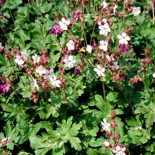Felsen-Storchschnabel 'Spessart' (Geranium macrorrhizum)