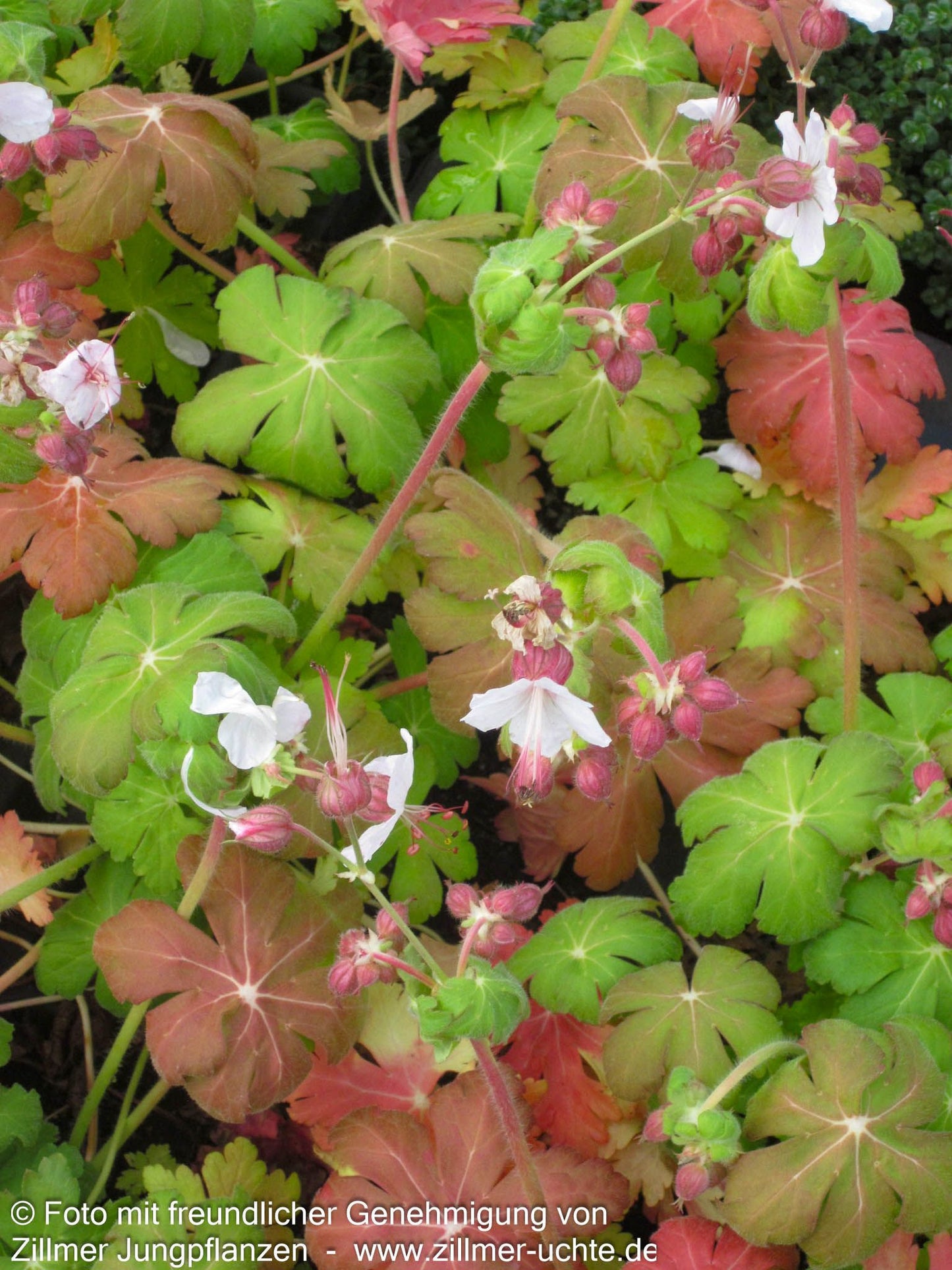 Felsen-Storchschnabel 'Spessart' (Geranium macrorrhizum)