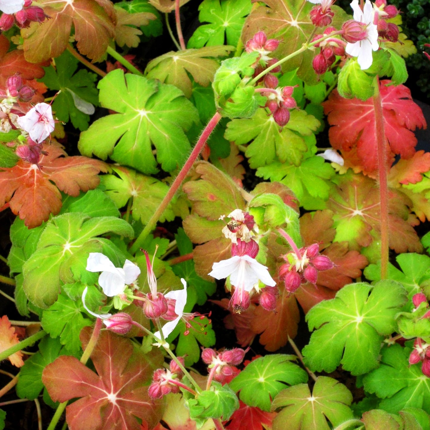 Felsen-Storchschnabel 'Spessart' (Geranium macrorrhizum)
