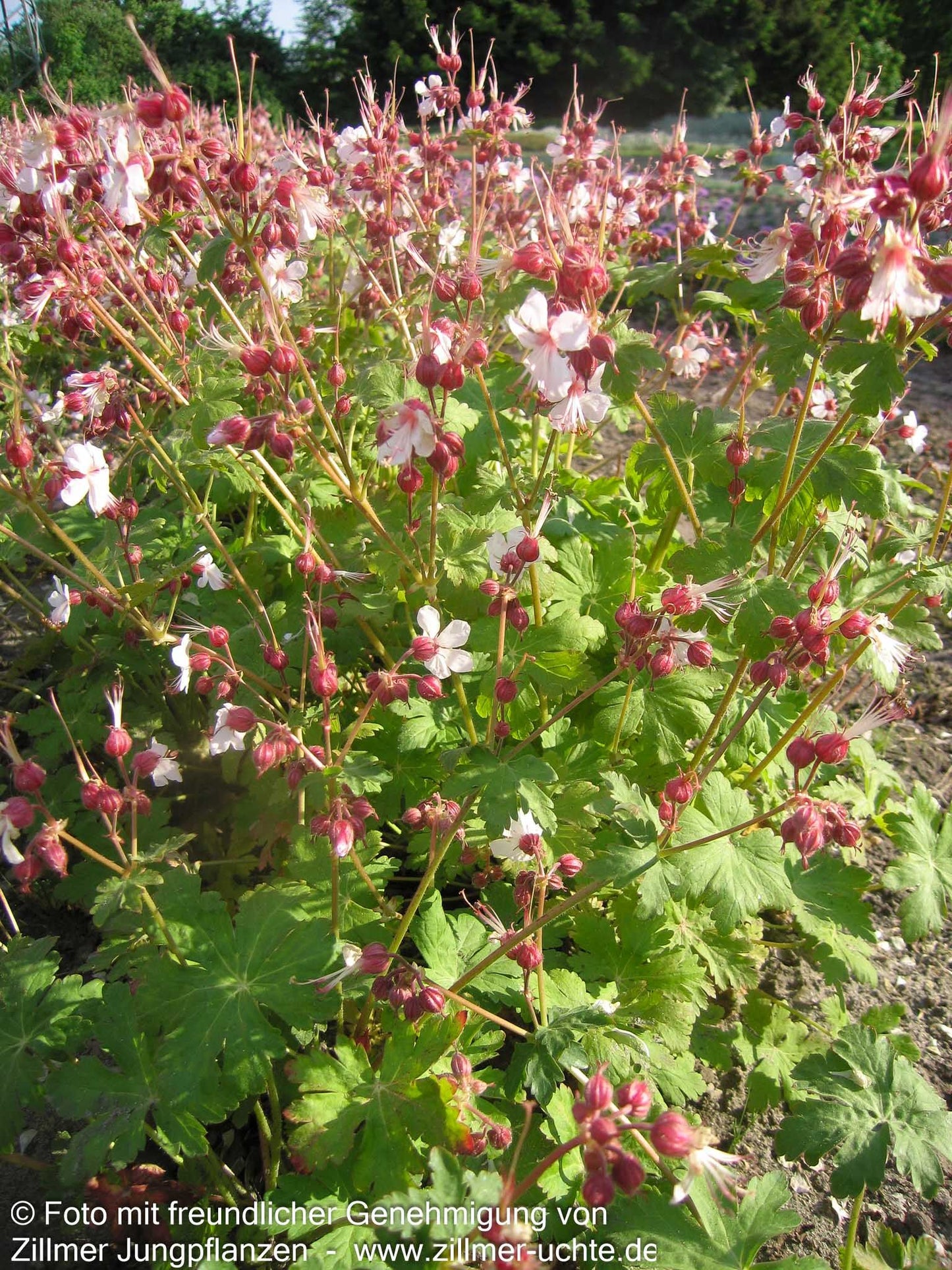 Felsen-Storchschnabel 'Spessart' (Geranium macrorrhizum)