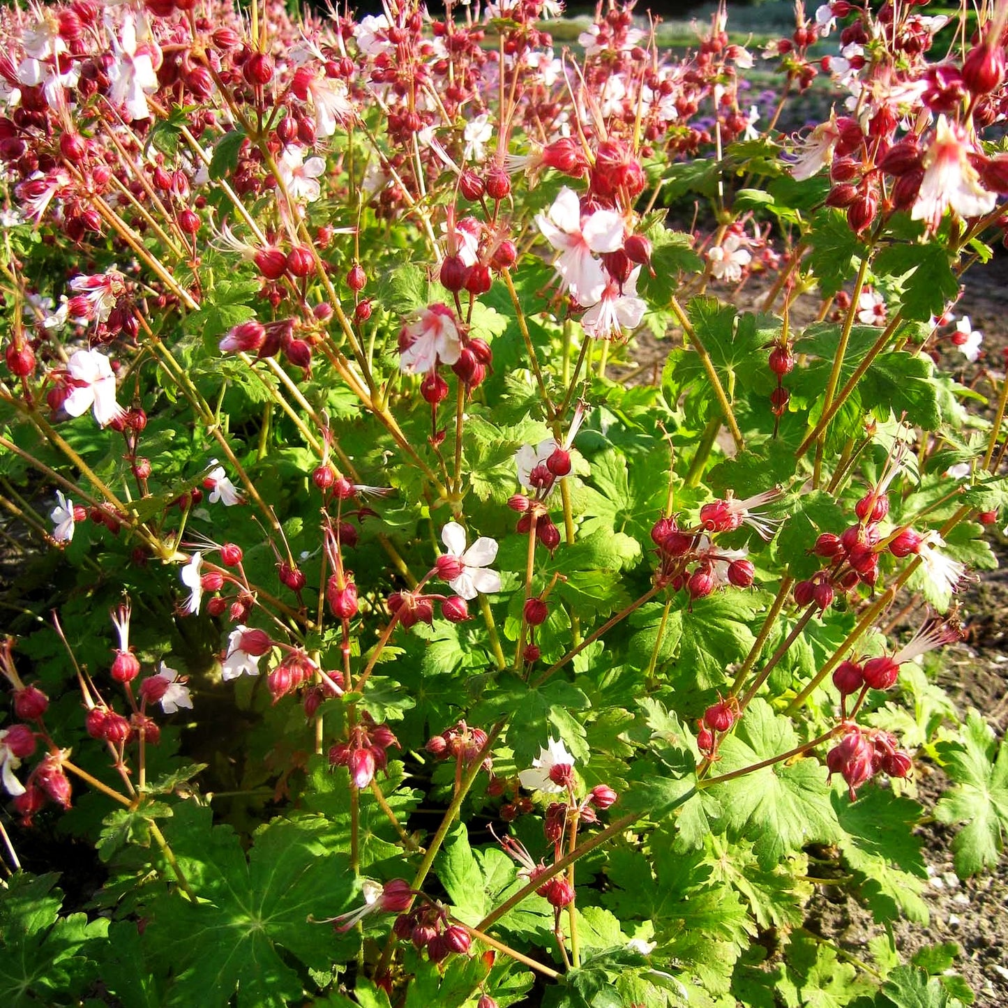 Felsen-Storchschnabel 'Spessart' (Geranium macrorrhizum)