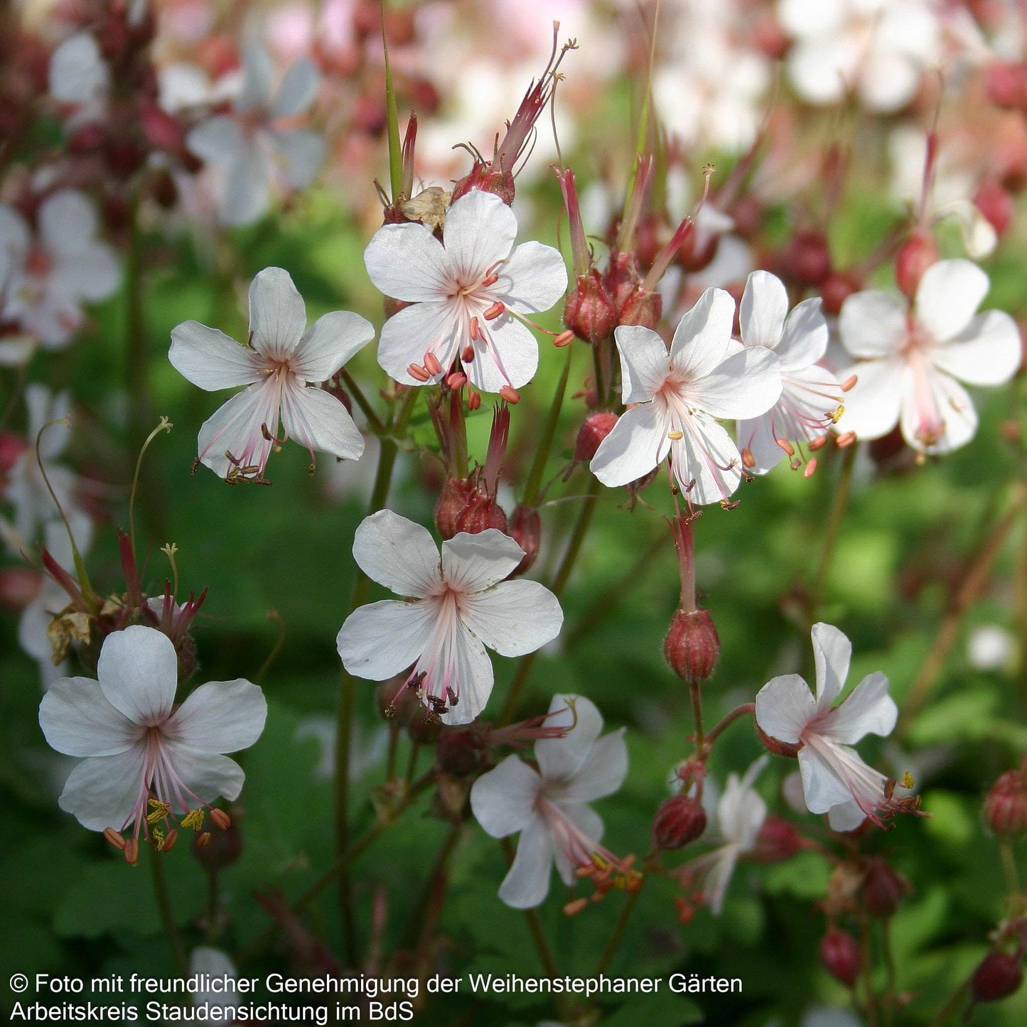 Felsen-Storchschnabel 'Spessart' (Geranium macrorrhizum)