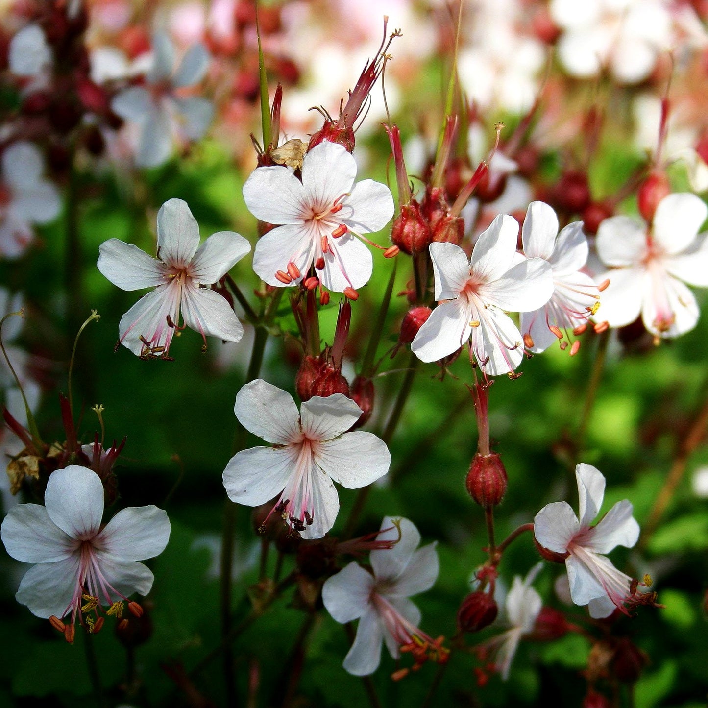 Felsen-Storchschnabel 'Spessart' (Geranium macrorrhizum)