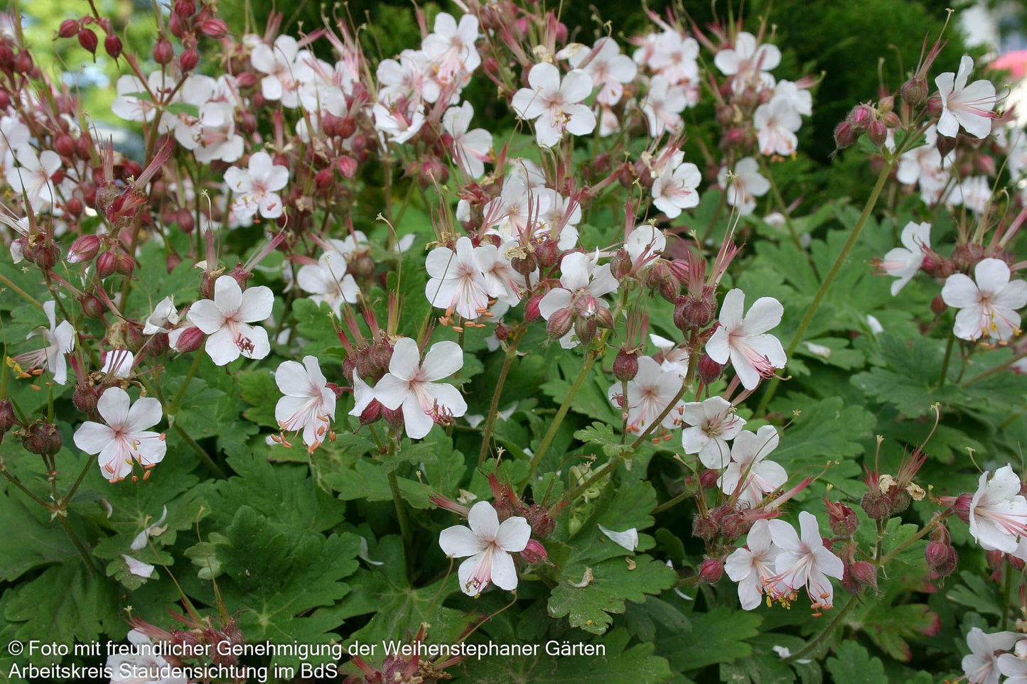 Felsen-Storchschnabel 'Spessart' (Geranium macrorrhizum)
