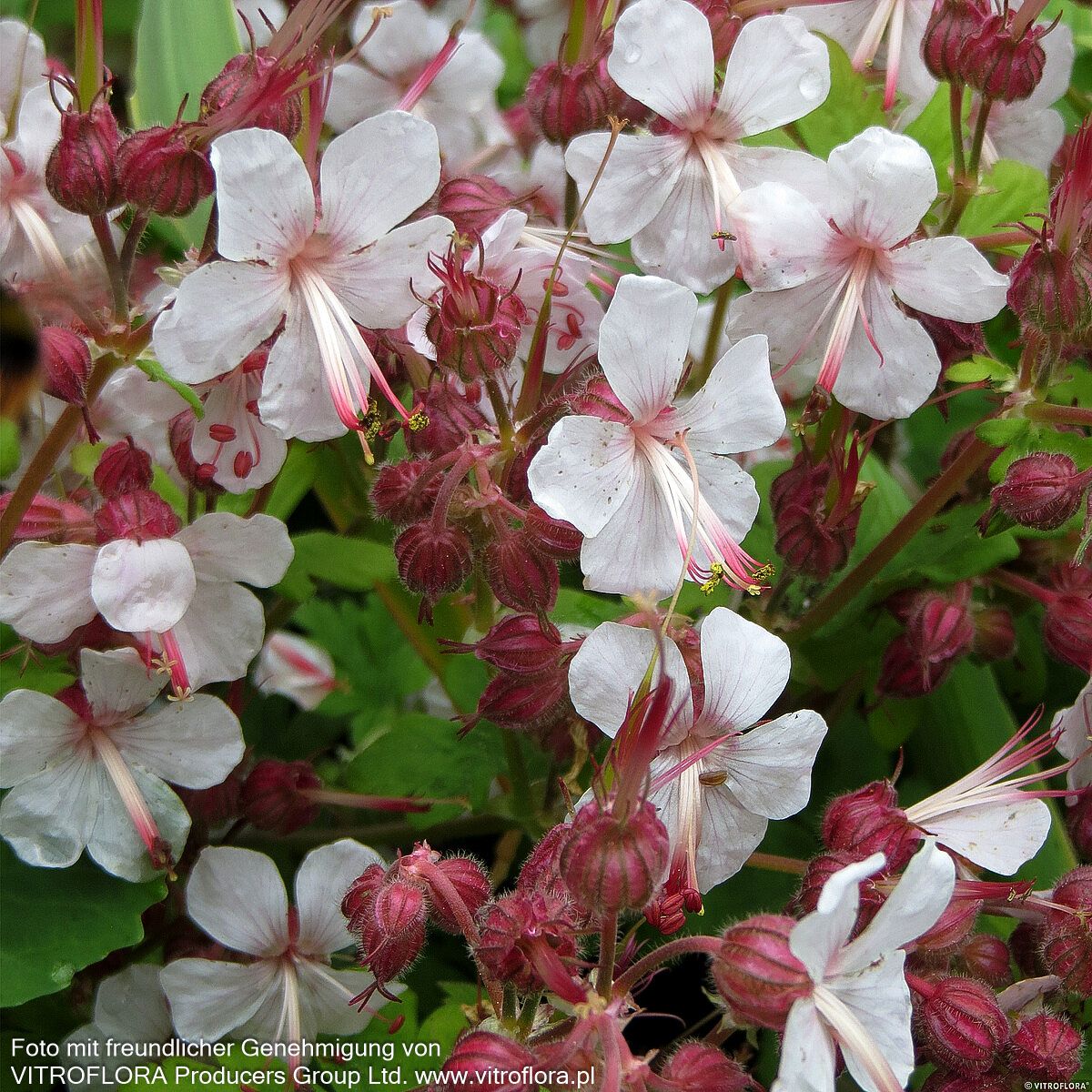 Felsen-Storchschnabel 'Spessart' (Geranium macrorrhizum)