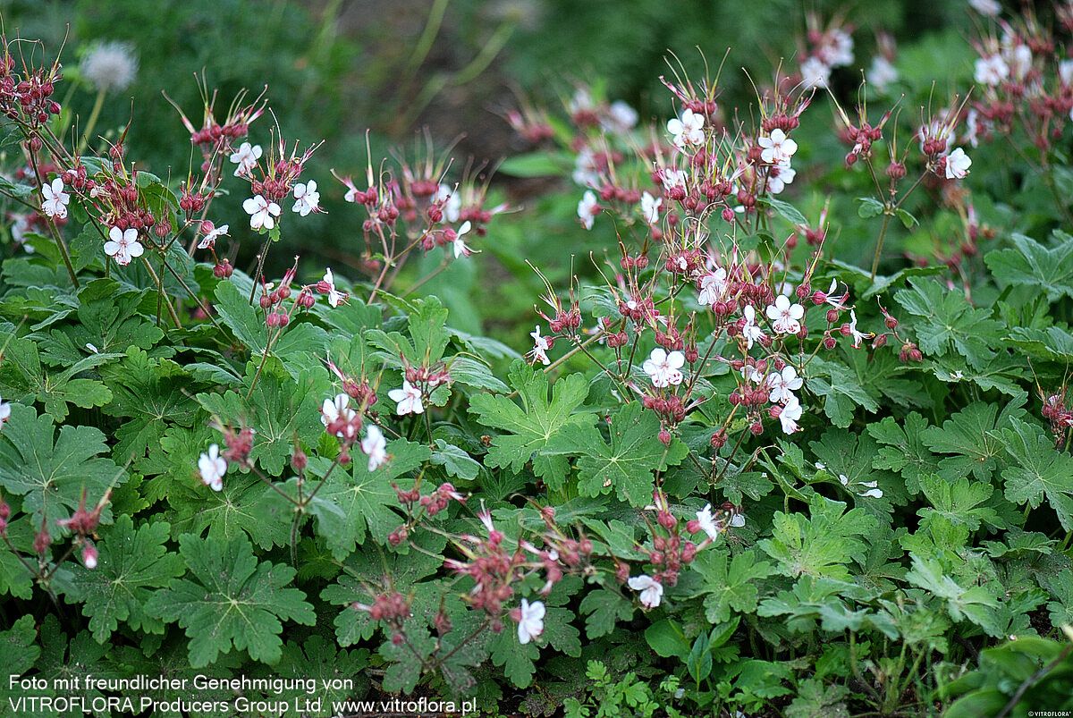 Felsen-Storchschnabel 'Spessart' (Geranium macrorrhizum)