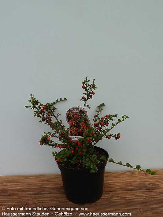 Felsen-Zwergmispel 'Boer' (Cotoneaster praecox)