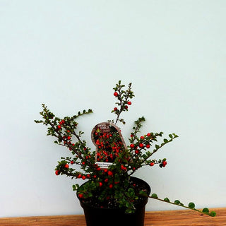 Felsen-Zwergmispel 'Boer' (Cotoneaster praecox)