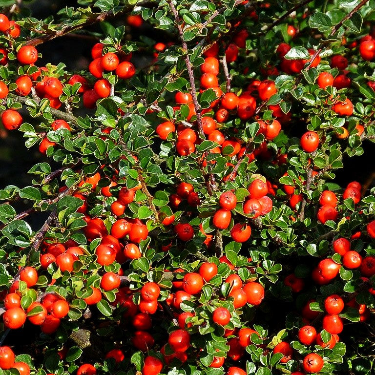 Felsen-Zwergmispel 'Boer' (Cotoneaster praecox)