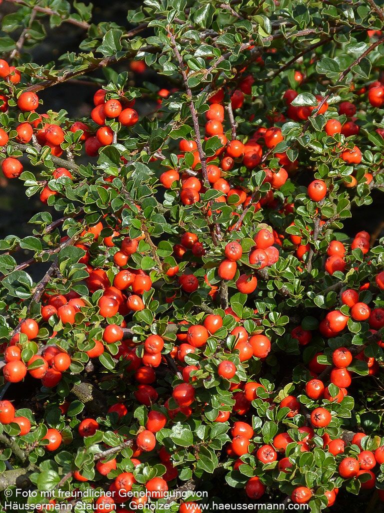 Felsen-Zwergmispel 'Boer' (Cotoneaster praecox)
