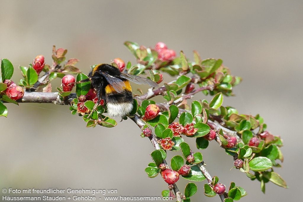 Felsen-Zwergmispel 'Boer' (Cotoneaster praecox)
