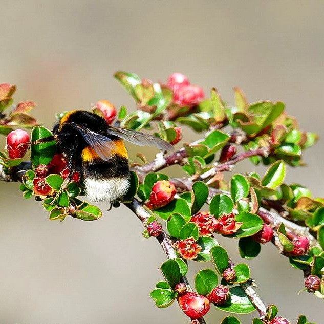 Felsen-Zwergmispel 'Boer' (Cotoneaster praecox)