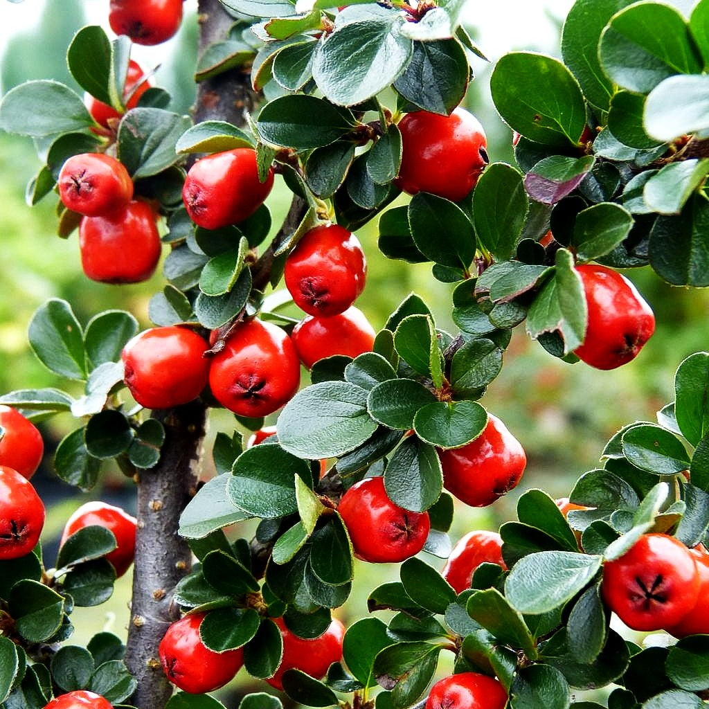 Felsen-Zwergmispel 'Boer' (Cotoneaster praecox)
