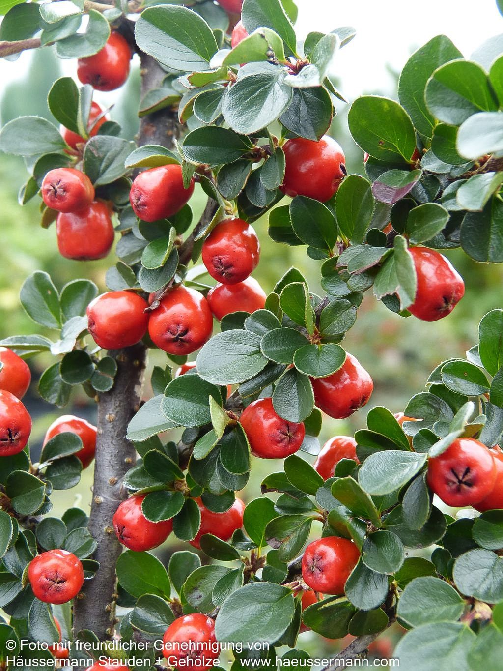 Felsen-Zwergmispel 'Boer' (Cotoneaster praecox)