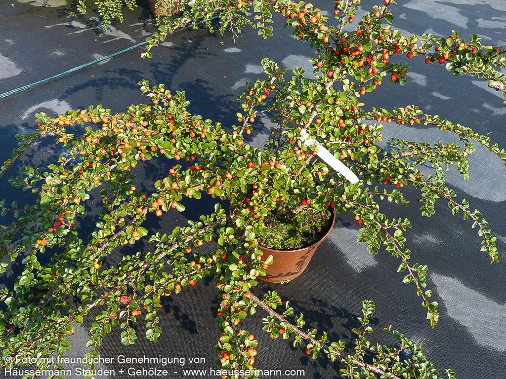 Felsen-Zwergmispel 'Boer' (Cotoneaster praecox)