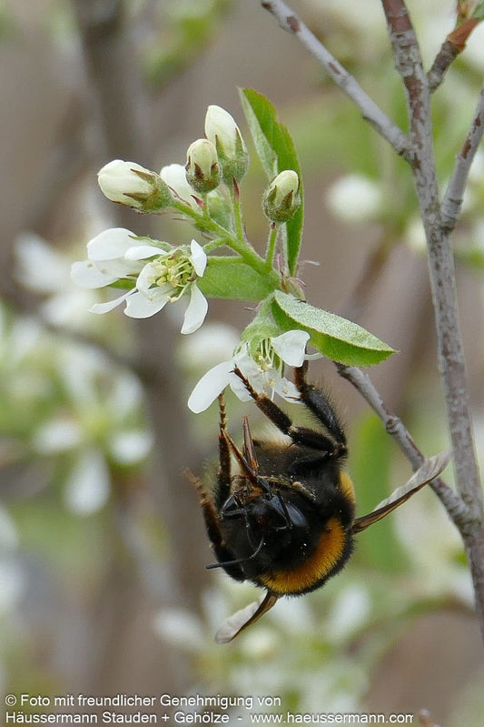 Felsenbirne 'Rainbow Pillar' (Amelanchier canad.)