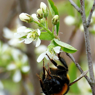 Felsenbirne 'Rainbow Pillar' (Amelanchier canad.)