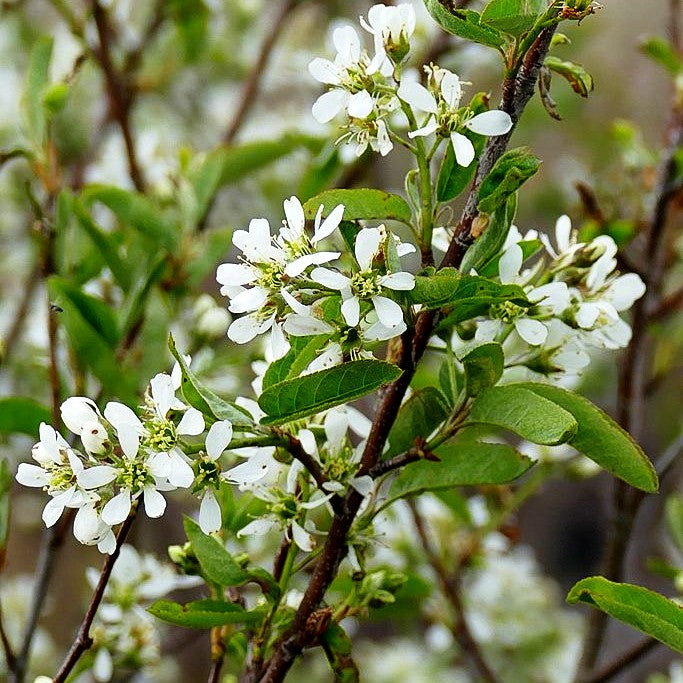 Felsenbirne 'Rainbow Pillar' (Amelanchier canad.)