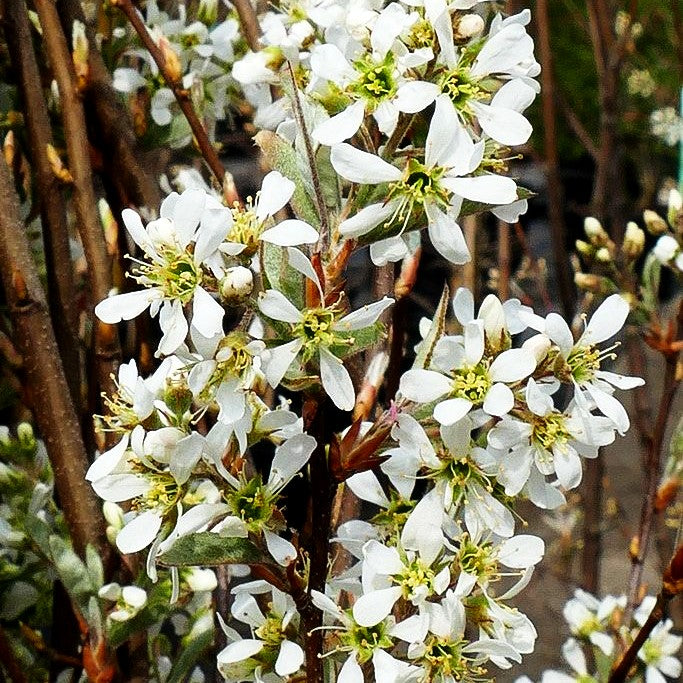 Felsenbirne 'Rainbow Pillar' (Amelanchier canad.)