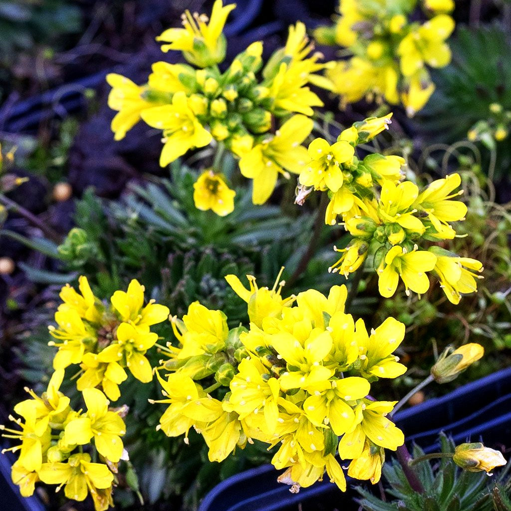 Felsenblümchen (Draba aizoides)