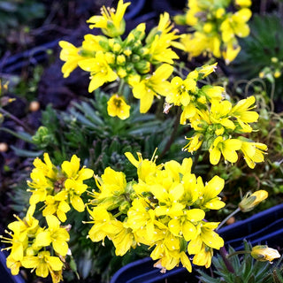 Felsenblümchen (Draba aizoides)