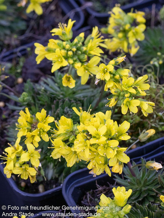 Felsenblümchen (Draba aizoides)