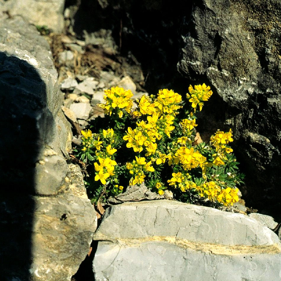 Felsenblümchen (Draba aizoides)