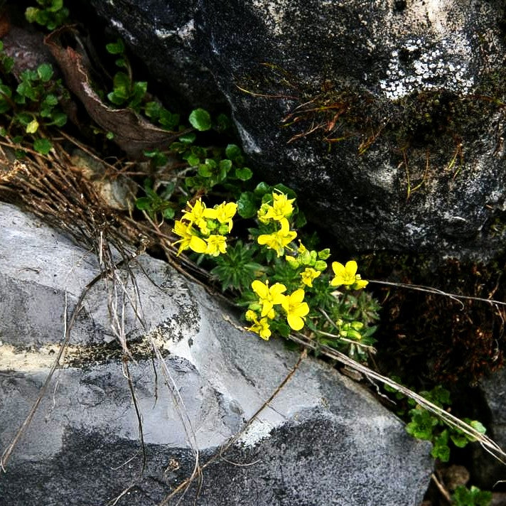 Felsenblümchen (Draba aizoides)