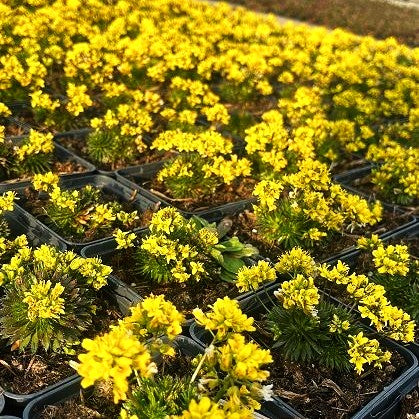 Felsenblümchen (Draba aizoides)