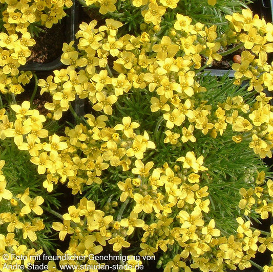 Felsenblümchen (Draba bruniifolia)