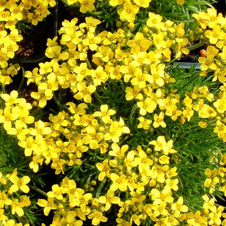 Felsenblümchen (Draba bruniifolia)