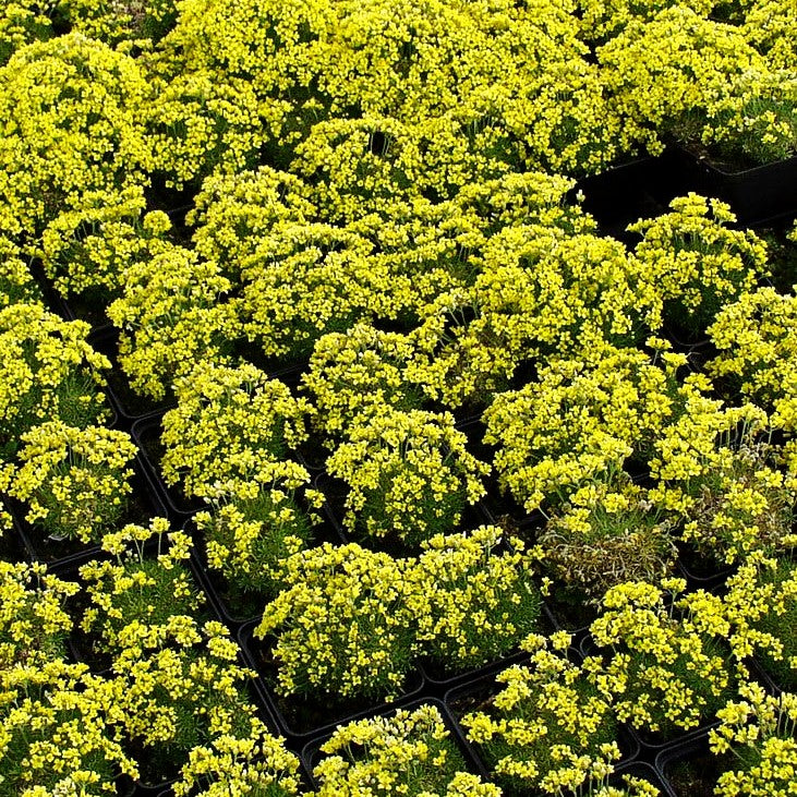 Felsenblümchen (Draba bruniifolia)