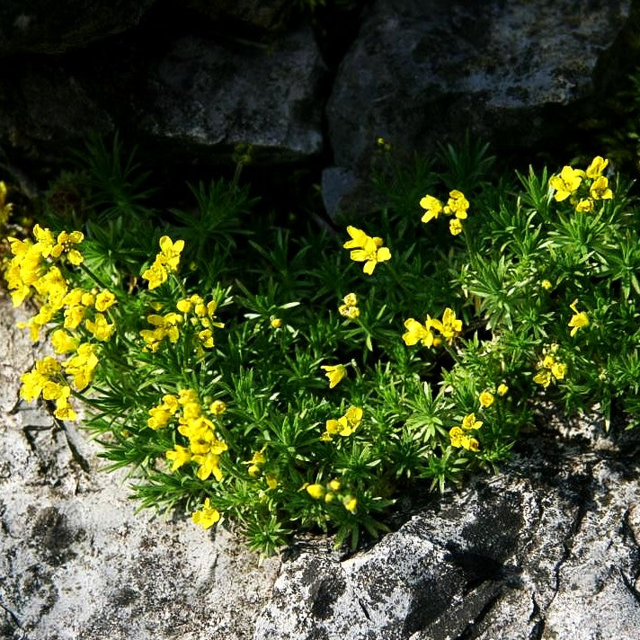 Felsenblümchen (Draba bruniifolia)