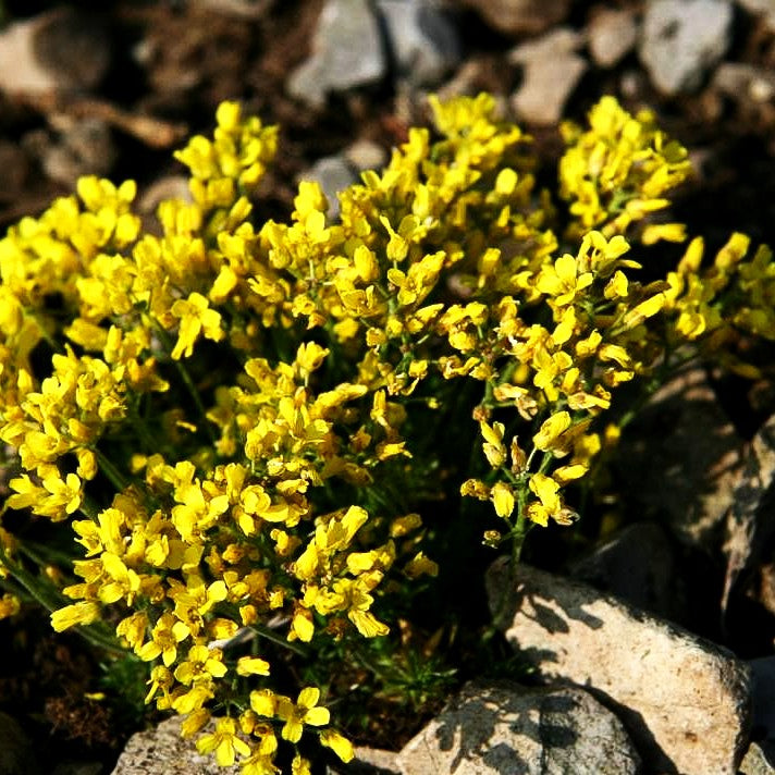Felsenblümchen (Draba bruniifolia)