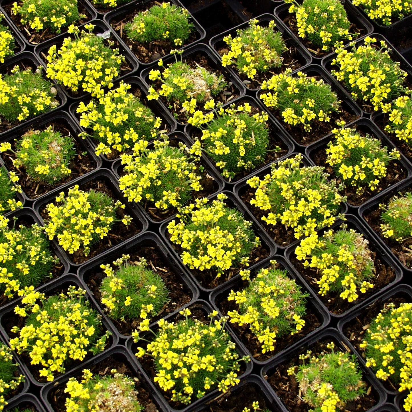 Felsenblümchen (Draba rigida)