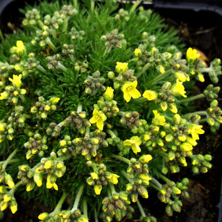 Felsenblümchen (Draba rigida)