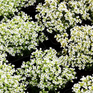 Felsenblümchen (Draba x suendermannii)