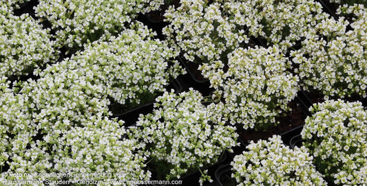 Felsenblümchen (Draba x suendermannii)